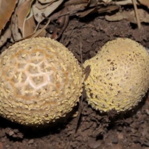 Amanita sp. at National Arboretum Forests - 3 May 2024