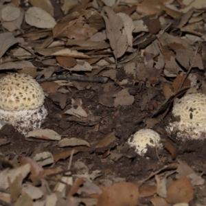 Amanita sp. at National Arboretum Forests - 3 May 2024