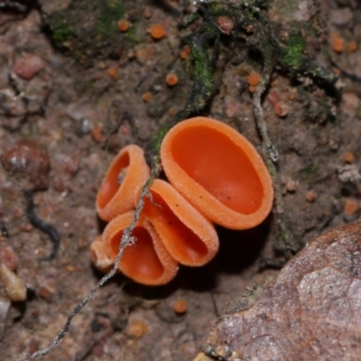 Aleuria sp. (An Orange peel fungus) at Yarralumla, ACT - 3 May 2024 by TimL