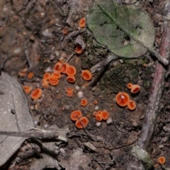 Aleuria sp. (genus) at National Arboretum Forests - 3 May 2024 04:00 PM