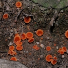 Aleuria sp. (genus) at National Arboretum Forests - 3 May 2024 04:00 PM