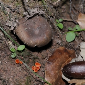 Aleuria sp. at National Arboretum Forests - 3 May 2024