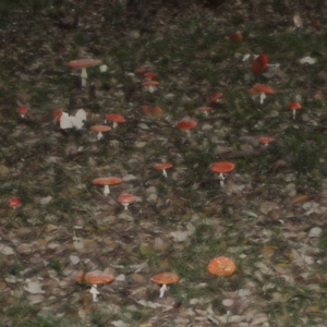 Amanita muscaria at National Arboretum Forests - 3 May 2024 03:59 PM