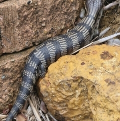 Unidentified Reptile and Frog at Woodburn, NSW - 9 Apr 2024 by AliClaw