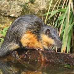 Hydromys chrysogaster (Rakali or Water Rat) at Paddys River, ACT - 3 May 2024 by Christine