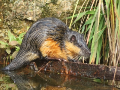 Hydromys chrysogaster (Rakali or Water Rat) at Tidbinbilla Nature Reserve - 3 May 2024 by Christine