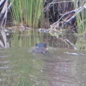 Hydromys chrysogaster at Tidbinbilla Nature Reserve - 3 May 2024