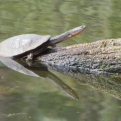 Chelodina longicollis (Eastern Long-necked Turtle) at Paddys River, ACT - 3 May 2024 by Christine