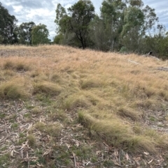 Eragrostis curvula (African Lovegrass) at Pine Island to Point Hut - 4 May 2024 by lbradley