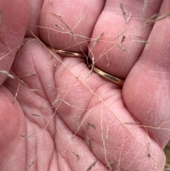 Eragrostis curvula at Greenway, ACT - 4 May 2024