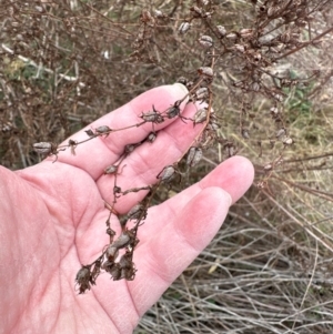 Hypericum perforatum at Greenway, ACT - 4 May 2024