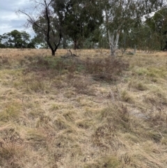 Hypericum perforatum at Greenway, ACT - 4 May 2024