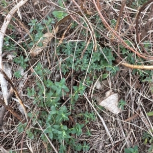 Hypericum perforatum at Greenway, ACT - 4 May 2024