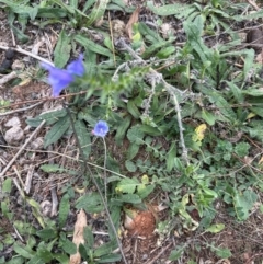 Unidentified Other Wildflower or Herb at Pine Island to Point Hut - 4 May 2024 by lbradley