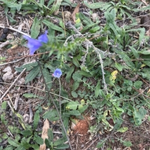 Echium vulgare at Greenway, ACT - 4 May 2024