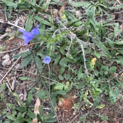 Echium vulgare (Vipers Bugloss) at Pine Island to Point Hut - 4 May 2024 by lbradley