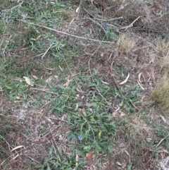 Echium vulgare at Greenway, ACT - 4 May 2024