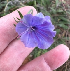 Echium vulgare at Greenway, ACT - 4 May 2024