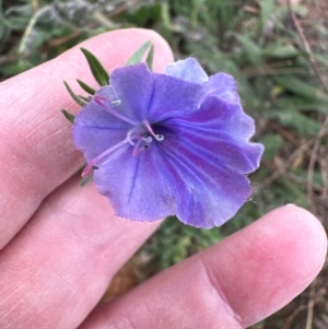 Echium vulgare at Greenway, ACT - 4 May 2024