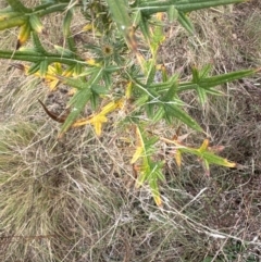 Cirsium vulgare (Spear Thistle) at Pine Island to Point Hut - 4 May 2024 by lbradley