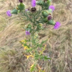 Cirsium vulgare at Greenway, ACT - 4 May 2024 10:58 AM