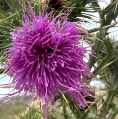 Cirsium vulgare at Greenway, ACT - 4 May 2024