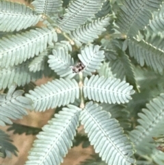 Acacia baileyana (Cootamundra Wattle, Golden Mimosa) at Pine Island to Point Hut - 4 May 2024 by lbradley