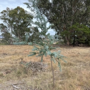 Acacia baileyana at Greenway, ACT - 4 May 2024 11:02 AM