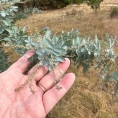 Acacia baileyana at Greenway, ACT - 4 May 2024