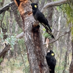 Zanda funerea (Yellow-tailed Black-Cockatoo) at Mount Majura - 4 May 2024 by Louisab