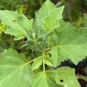 Datura ferox at Macquarie, ACT - suppressed