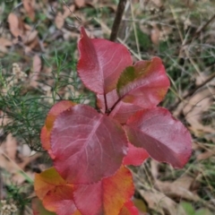 Pyrus ussuriensis (Manchurian Pear) at Bruce, ACT - 4 May 2024 by trevorpreston