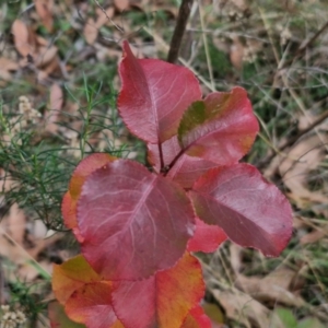 Pyrus ussuriensis at Bruce Ridge to Gossan Hill - 4 May 2024