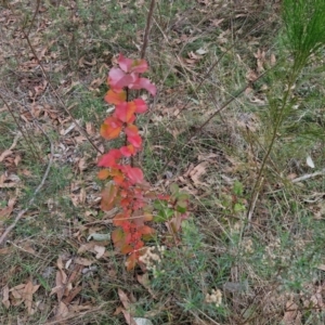 Pyrus ussuriensis at Bruce Ridge to Gossan Hill - 4 May 2024