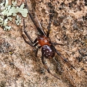 Habronestes sp. (genus) at Undefined Area - 4 May 2024 10:58 AM