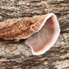 Xylobolus illudens (Purplish Stereum) at Bruce Ridge to Gossan Hill - 4 May 2024 by trevorpreston