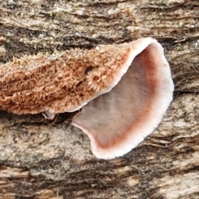 Xylobolus illudens (Purplish Stereum) at Bruce, ACT - 4 May 2024 by trevorpreston