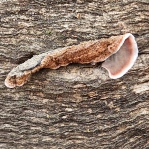 Xylobolus illudens at Bruce Ridge to Gossan Hill - 4 May 2024