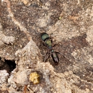 Rhytidoponera metallica at Bruce Ridge to Gossan Hill - 4 May 2024