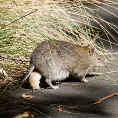 Isoodon obesulus obesulus at Tidbinbilla Nature Reserve - 2 May 2024 11:17 AM