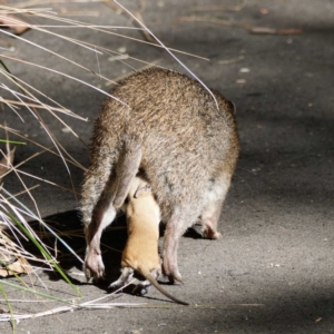 Isoodon obesulus obesulus at Tidbinbilla Nature Reserve - 2 May 2024