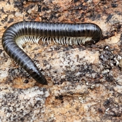 Ommatoiulus moreleti (Portuguese Millipede) at Bruce Ridge to Gossan Hill - 4 May 2024 by trevorpreston