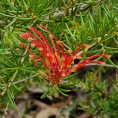 Grevillea juniperina subsp. fortis (Grevillea) at Bruce, ACT - 4 May 2024 by trevorpreston