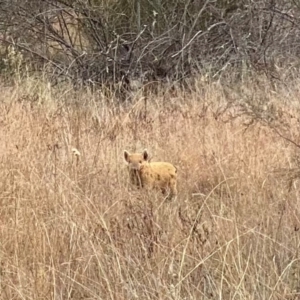 Sus scrofa at Rob Roy Range - 4 May 2024