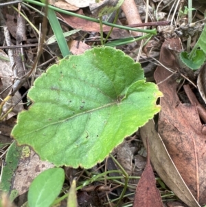 Viola odorata at Higgins Woodland - 4 May 2024 12:02 PM