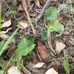 Viola odorata at Higgins Woodland - 4 May 2024