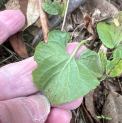 Viola odorata at Higgins Woodland - 4 May 2024 12:02 PM