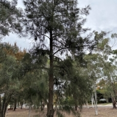 Casuarina cunninghamiana subsp. cunninghamiana (River She-Oak, River Oak) at Higgins Woodland - 4 May 2024 by lbradley