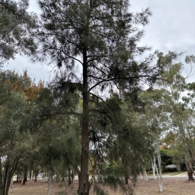 Casuarina cunninghamiana subsp. cunninghamiana (River She-Oak, River Oak) at Higgins Woodland - 4 May 2024 by lbradley