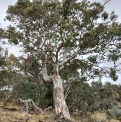 Unidentified Gum Tree at QPRC LGA - 4 May 2024 by AmandaC